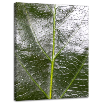 Canvas Print Botany Leaf 30x40 cm