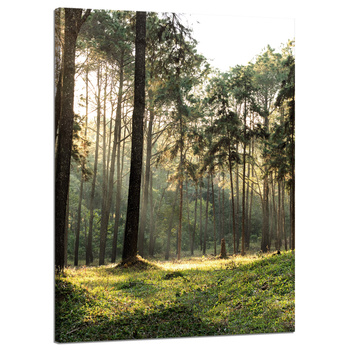 Canvas Print Forest Trees Sun Nature 50x70 cm