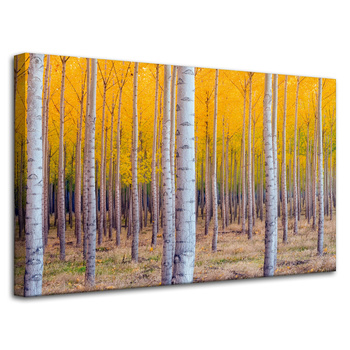 Canvas Print Birch Trees Autumn Yellow Leaves 80x50 cm