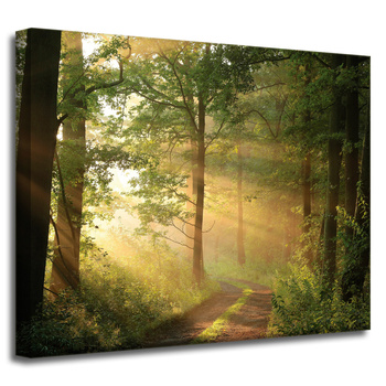 Canvas Print Sunlight Forest Path Nature 50x40 cm