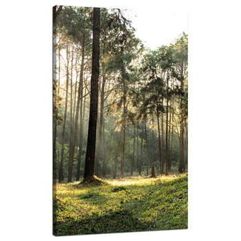 Canvas Print Forest Trees Sun Nature 70x120 cm