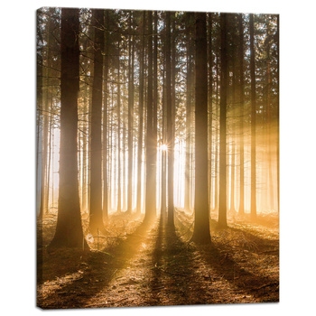 Canvas Print Sun in the Forest Light Tree 40x50 cm
