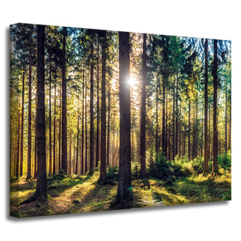 Canvas Print Forest Sun Trees Spring Morning 40x30 cm