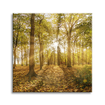 Canvas Print Sun Between Trees in the Forest 40X40 cm