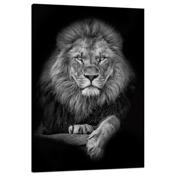 Canvas Print Gray Lion Face Pose King 80x120 cm