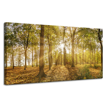 Canvas Print Sun Between Trees in the Forest 120x60 cm