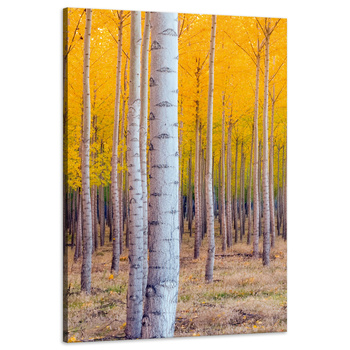 Canvas Print Birch Trees Autumn Yellow Leaves 60x90 cm