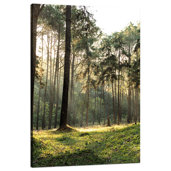 Canvas Print Forest Trees Sun Nature 80x120 cm