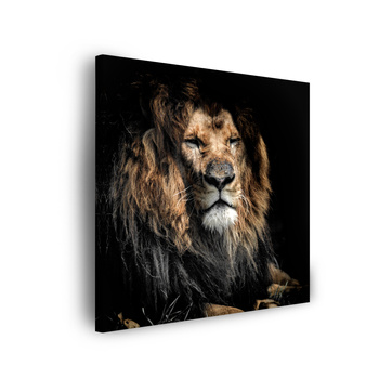 Canvas Print Adult Lion Animal 90x90