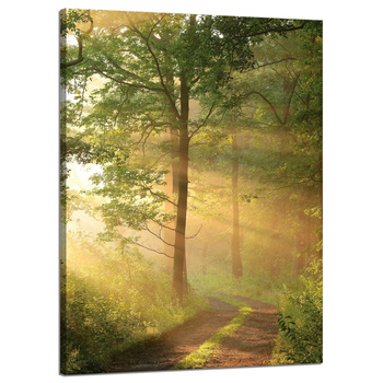 Canvas Print Sunlight Forest Path Nature 50x70 cm