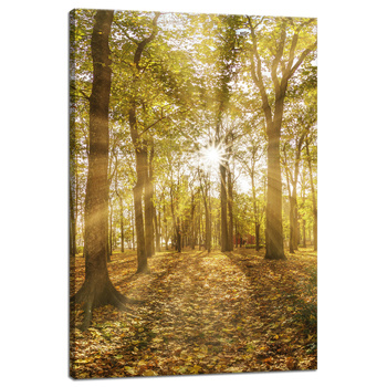 Canvas Print Sun Between Trees in the Forest 40x60 cm