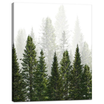 Canvas Print Rain Forest Nature Trees 40x50 cm