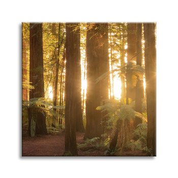 Canvas Print Sun Rays Forest Trees 90X90 cm