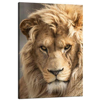 Canvas Print Terrible Beautiful Lion Brightness Animal 80x120 cm