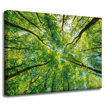Canvas Print Trees Leaves Nature Forest Spring 40x30 cm