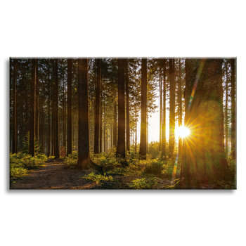 Canvas Print Sunset Forest Trees Nature 120x80 cm