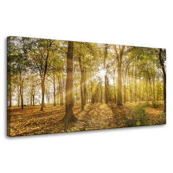 Canvas Print Sun Between Trees in the Forest 80x40 cm