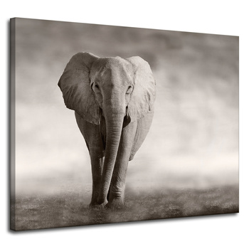 Canvas Print Black and White Elephant Posing Africa 100x80 cm