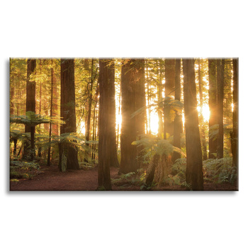 Canvas Print Sun Rays Forest Trees 90x60 cm