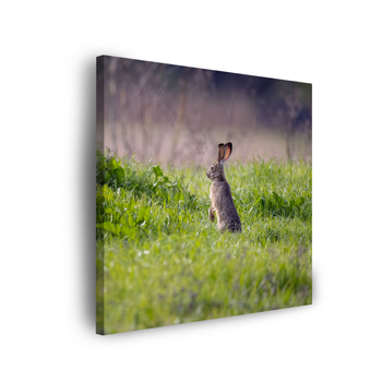 Canvas Print Animals Hare 40x40 cm