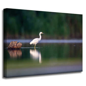 Canvas Print Animals Heron 40x30 cm