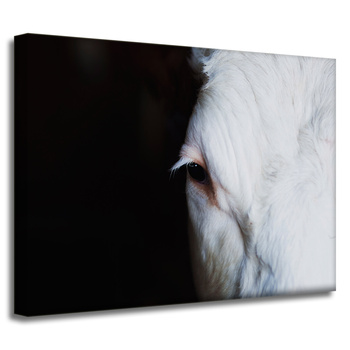 Canvas Print Animals Eye 40x30 cm