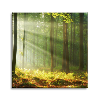 Canvas Print Light in the Forest Nature Trees 90X90 cm