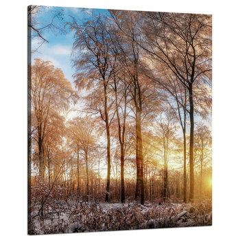 Canvas Print Trees Winter Rising Sun 80x100 cm