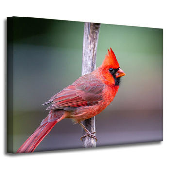 Canvas Print Animals Cardinal Bird 40x30 cm
