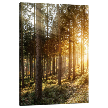 Canvas Print Birch Trees Sun Morning 80x120 cm