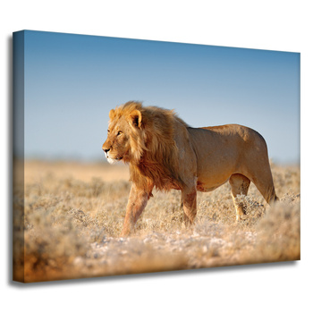 Canvas Print Walking Lion on Savannah Grass 40x30 cm
