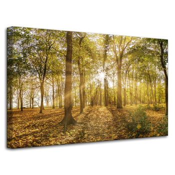 Canvas Print Sun Between Trees in the Forest 80x50 cm