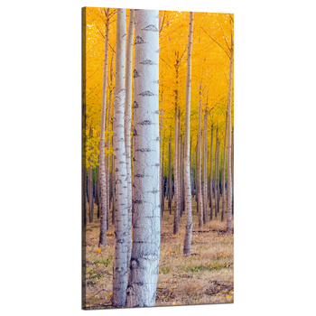 Canvas Print Birch Trees Autumn Yellow Leaves 60x120 cm