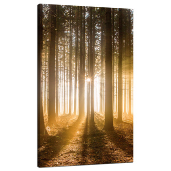 Canvas Print Sun in the Forest Light Tree 70x120 cm