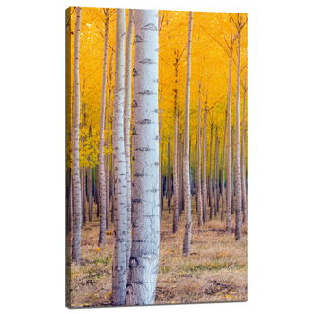 Canvas Print Birch Trees Autumn Yellow Leaves 60x100 cm