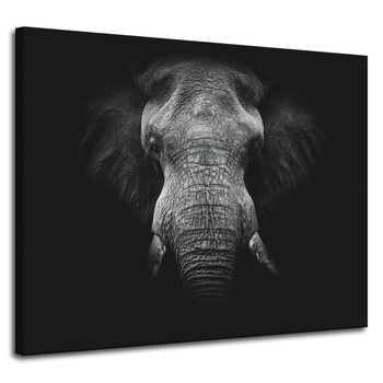 Canvas Print Gray Elephant Face Trunk Tusks 100x80 cm