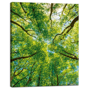 Canvas Print Trees Leaves Nature Forest Spring 40x50 cm