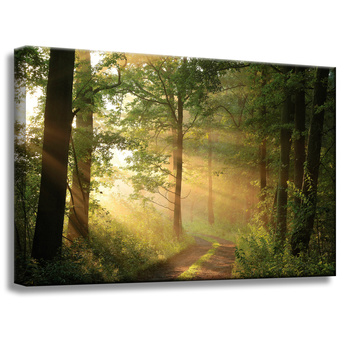 Canvas Print Sunlight Forest Path Nature 60x40 cm