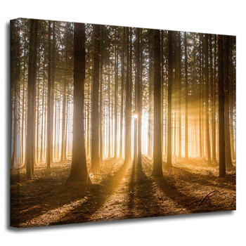 Canvas Print Sun in the Forest Light Tree 50x40 cm
