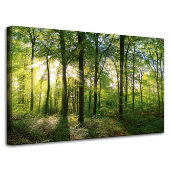 Canvas Print Sun Forest Trees Rays of Light 80x50 cm