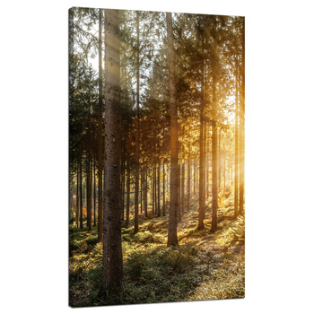 Canvas Print Birch Trees Sun Morning 70x120 cm