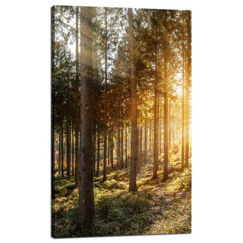 Canvas Print Birch Trees Sun Morning 60x100 cm