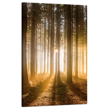Canvas Print Sun in the Forest Light Tree 50x80 cm