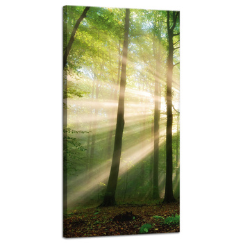 Canvas Print Sun in the Forest Trees Nature 40x80 cm