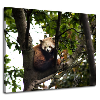 Canvas Print Animals Red Panda 100x80 cm