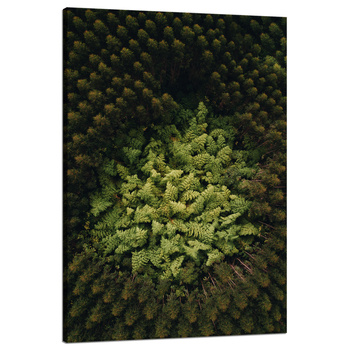 Canvas Print Nature Trees from a Bird's Eye View 80x120