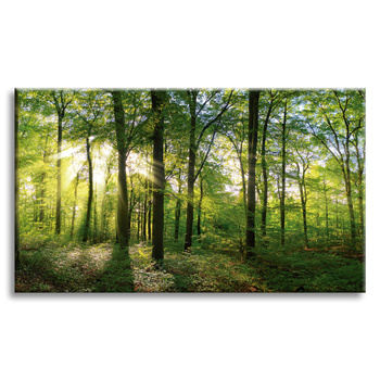 Canvas Print Sun Forest Trees Rays of Light 120x80 cm
