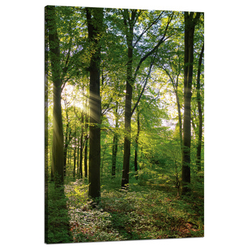 Canvas Print Sun Forest Trees Rays of Light 80x120 cm
