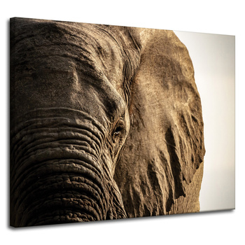 Canvas Print Elephant Face Eye Nature 100x80 cm