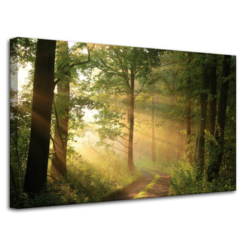 Canvas Print Sunlight Forest Path Nature 80x50 cm